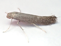 Tinagma ocnerostomella